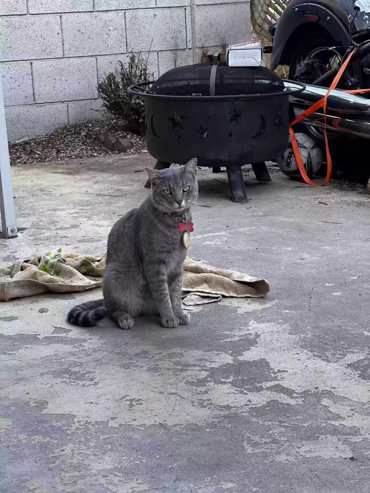 Cash, American shorthair Cat for adoption in Mesa, AZ, 85201