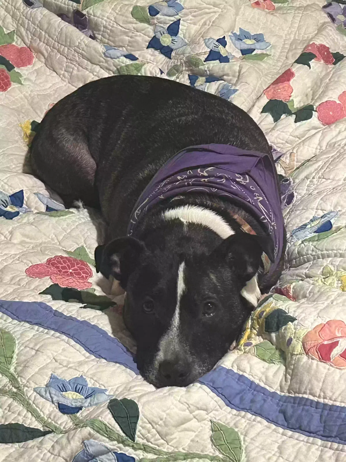 Maple, Pitbull Dog for adoption in Vine Grove, KY, 40175