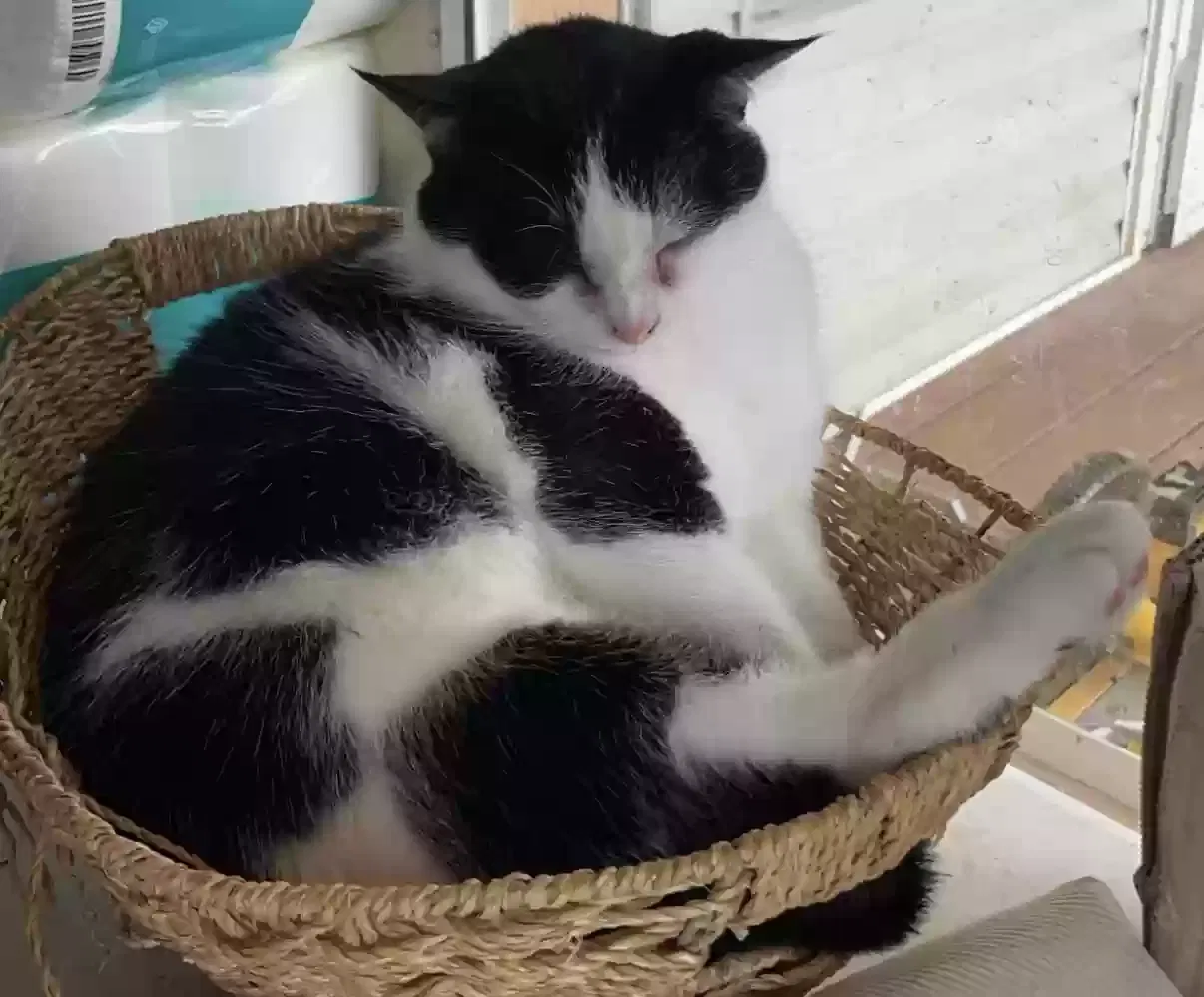 Meow Meow, Unknown Cat for adoption in Morrisville, NC, 27560