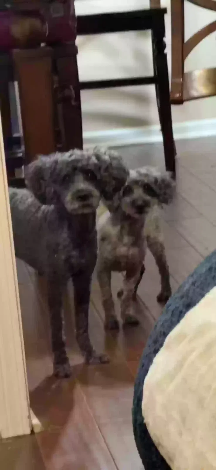 Thor, Miniature poodle Dog for adoption in Ellenwood, GA, 30294