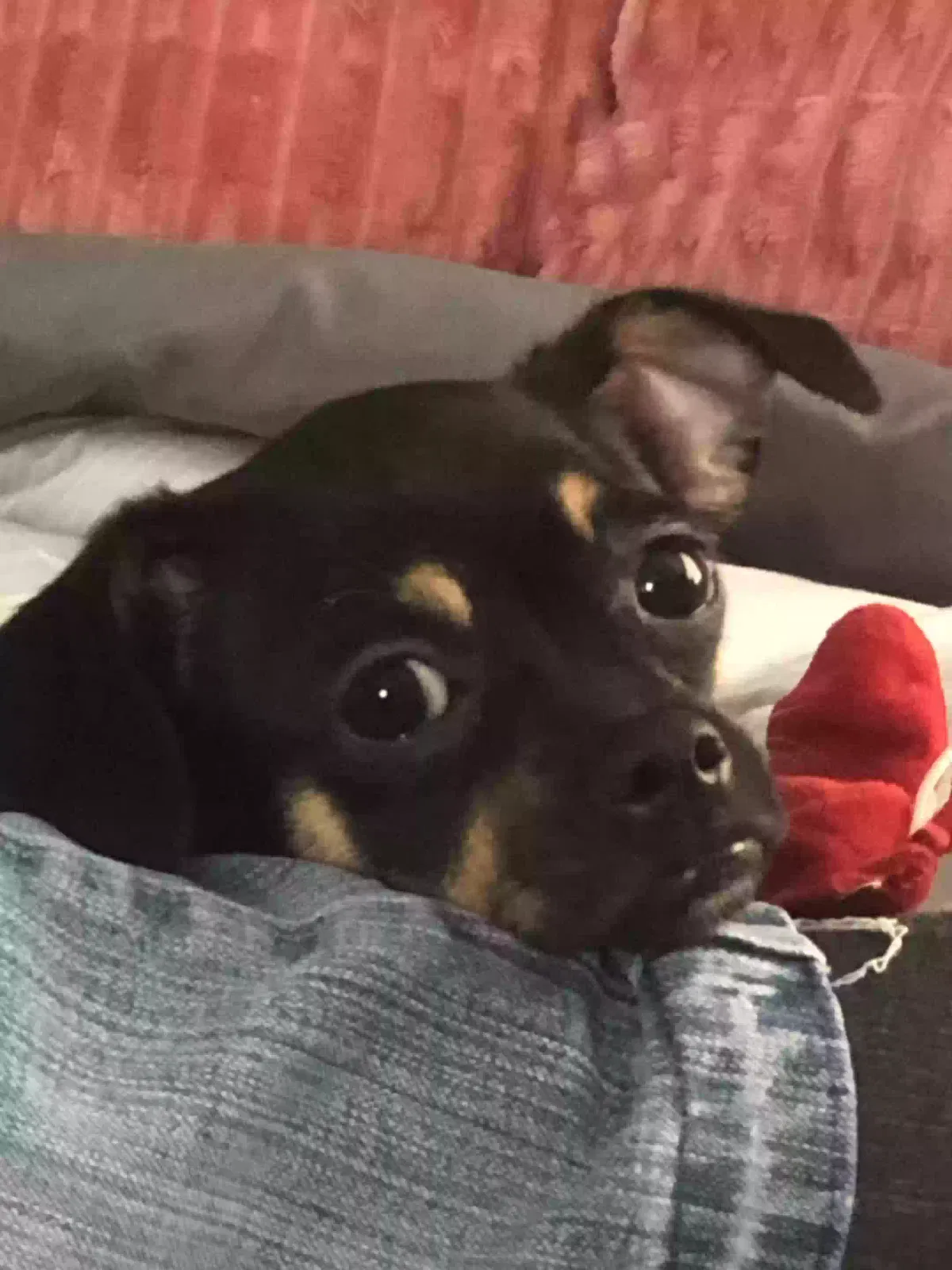 Mochi, Unknown Dog for adoption in Deer Park, TX, 77536