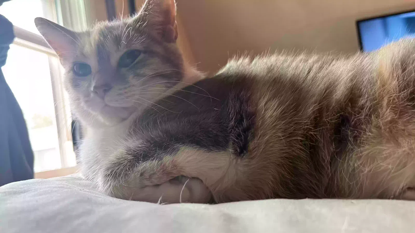 Hazel, Unknown Cat for adoption in Michigan City, IN, 46360