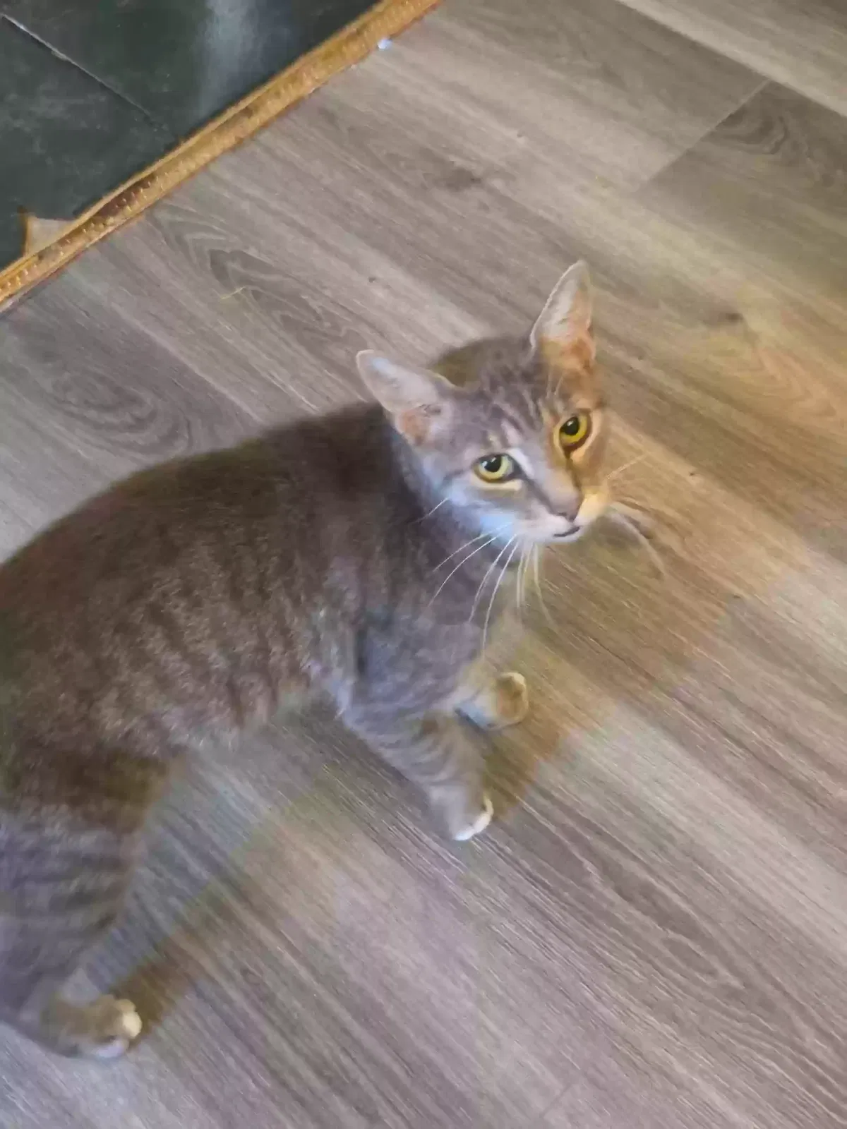 Snaggletooth, Unknown Cat for adoption in Hamburg, PA, 19526