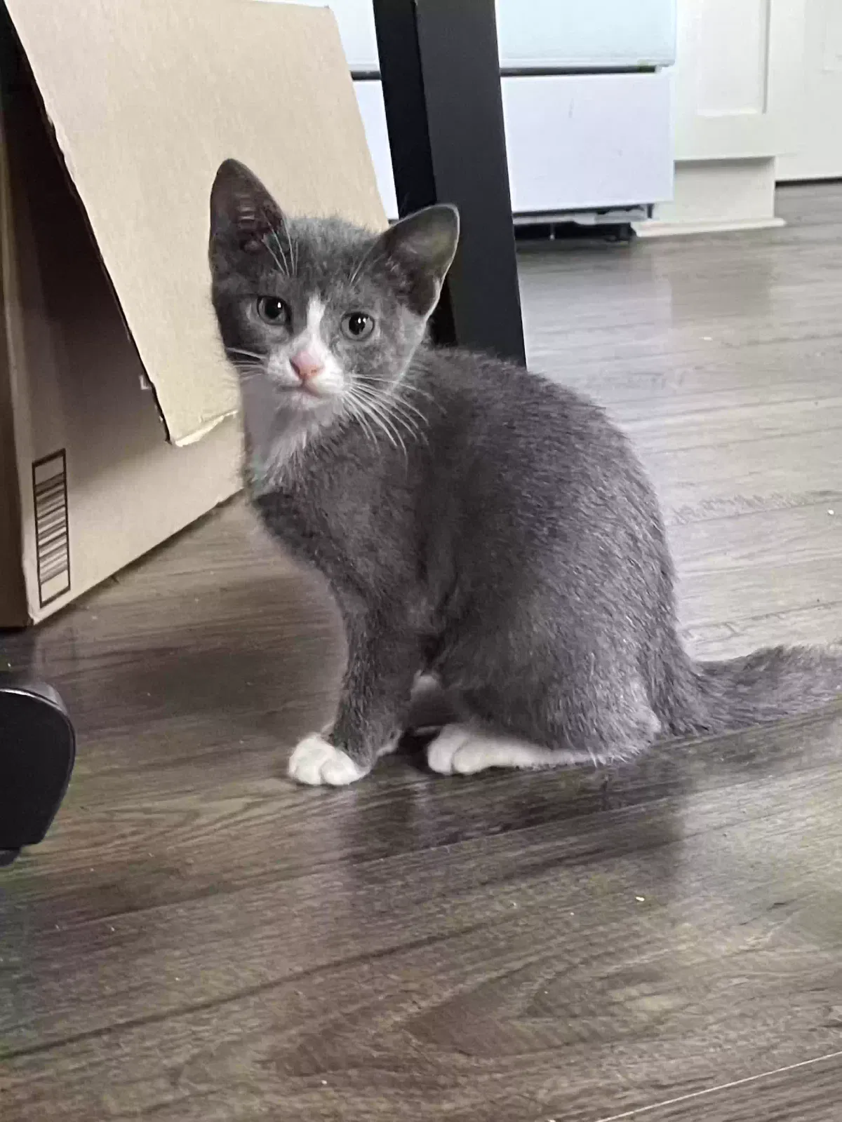 Misty and Penelope, Unknown Cat for adoption in Palmer, TX, 75152