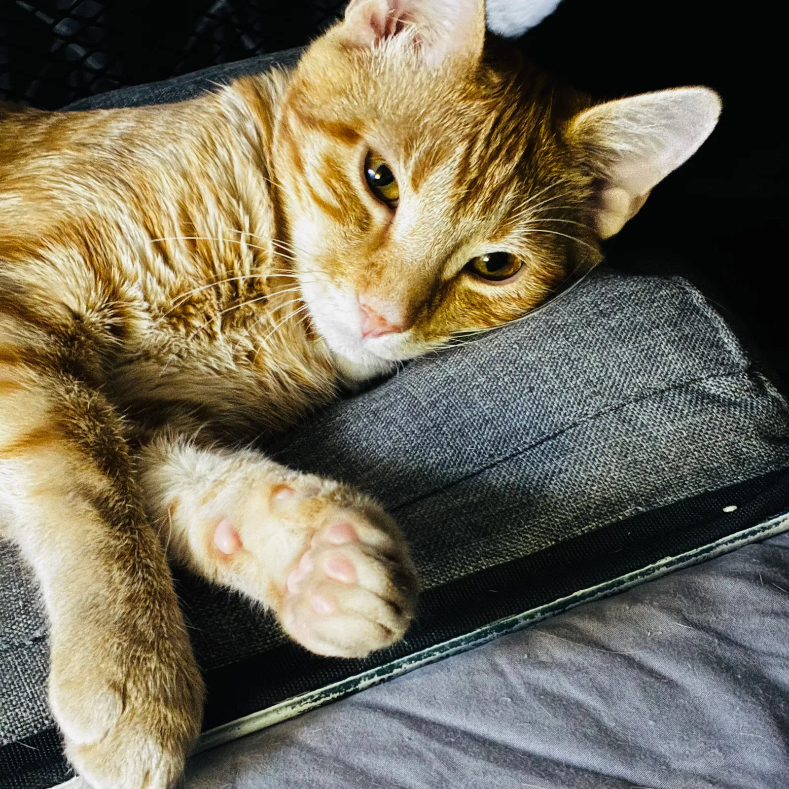 Tott, Domestic Shorthair Cat for adoption in Beeville, TX, 78102