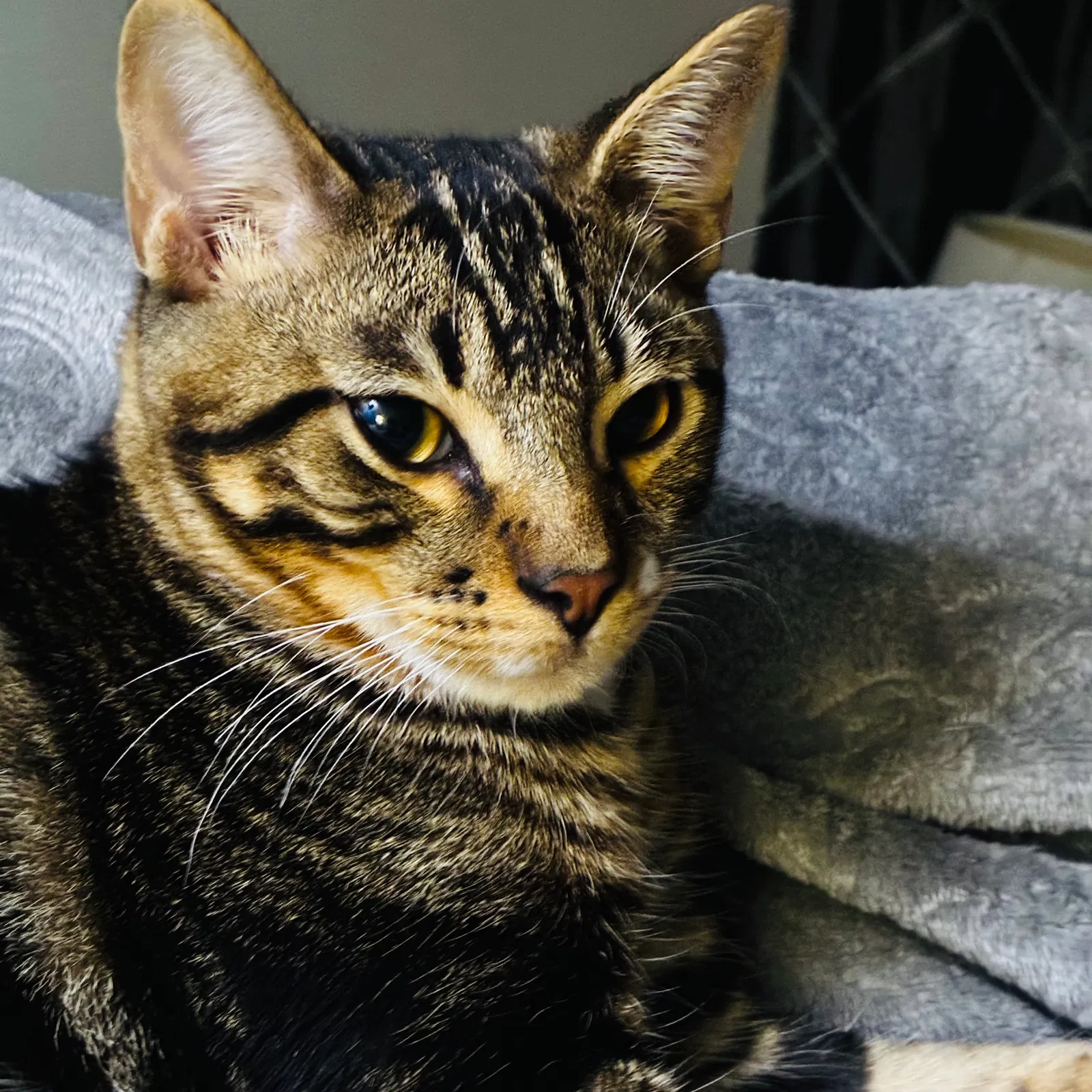 Socks, Domestic Shorthair Cat for adoption in Beeville, TX, 78102
