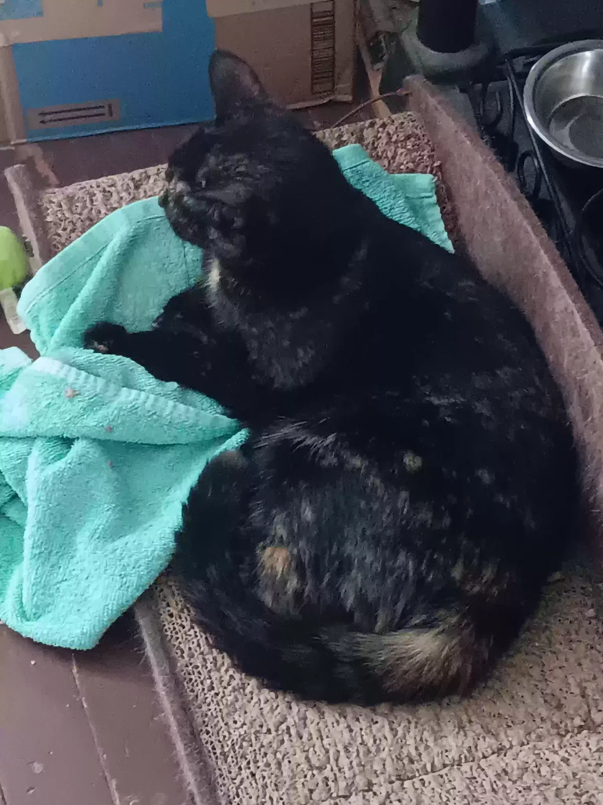 Shorty, Unknown Cat for adoption in Elkin, NC, 28621