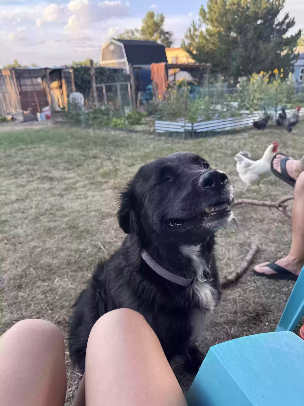 Page, Mixed Dog for adoption in Denver, CO, 80226
