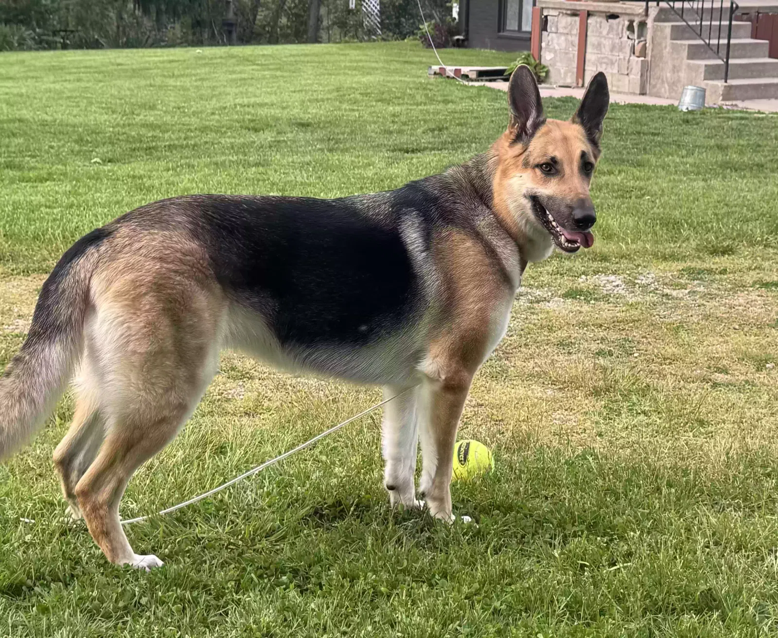 Dog, German shepherd Dog for adoption in Valparaiso, IN, 46385