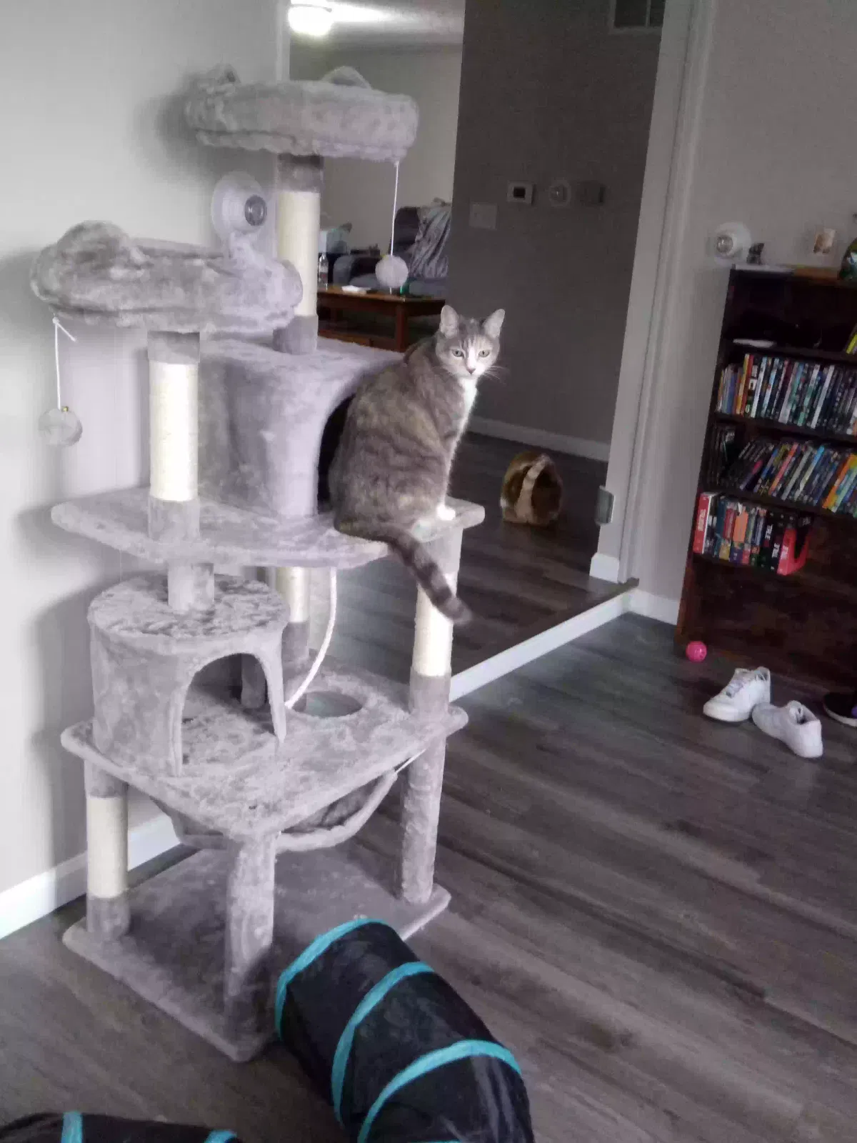 OPAL, Unknown Cat for adoption in Mishawaka, IN, 46545