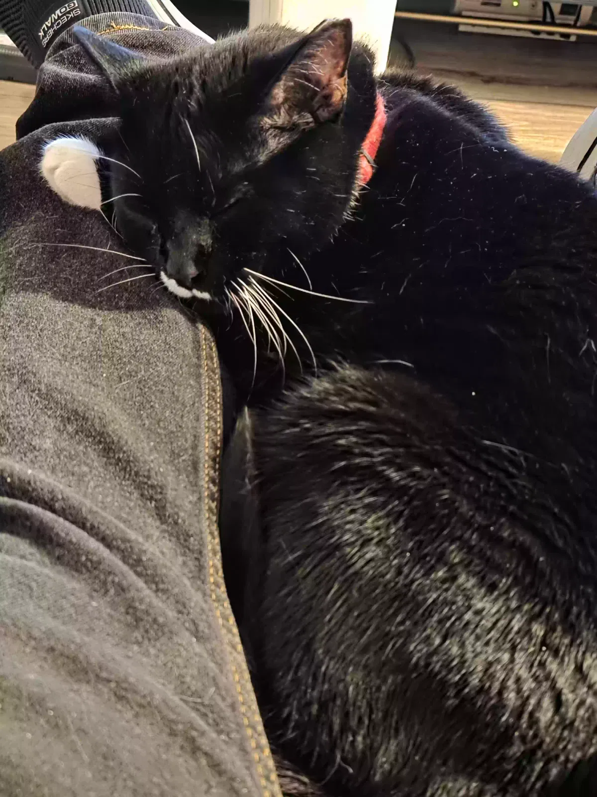 Nin, Unknown Cat for adoption in Durham, NC, 27703