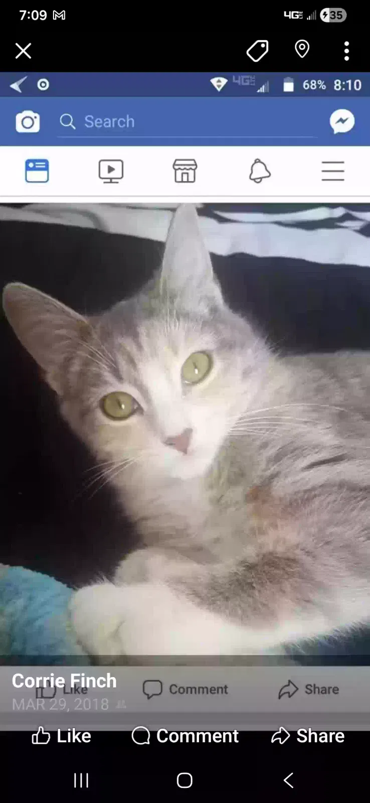 Opal, Tabby part Maine coon Cat for adoption in Mishawaka, IN, 46545