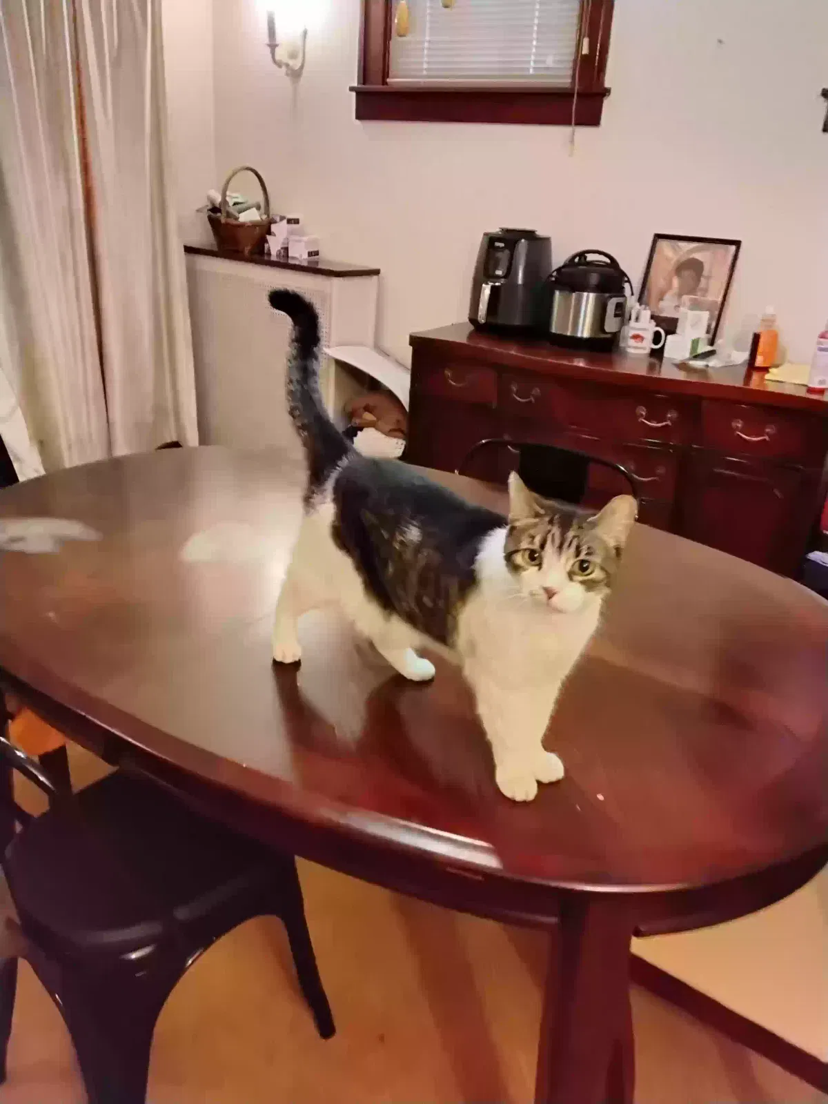 Missy, Unknown Cat for adoption in Detroit, MI, 48210