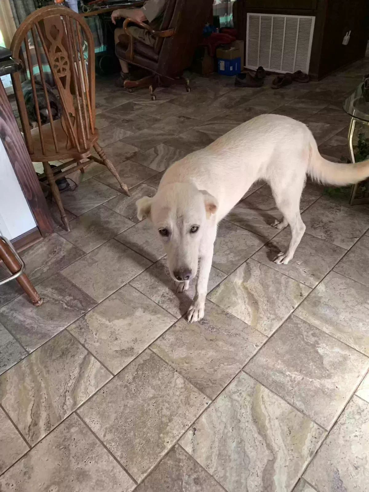 Dog, Unknown Dog for adoption in Letohatchee, AL, 36047