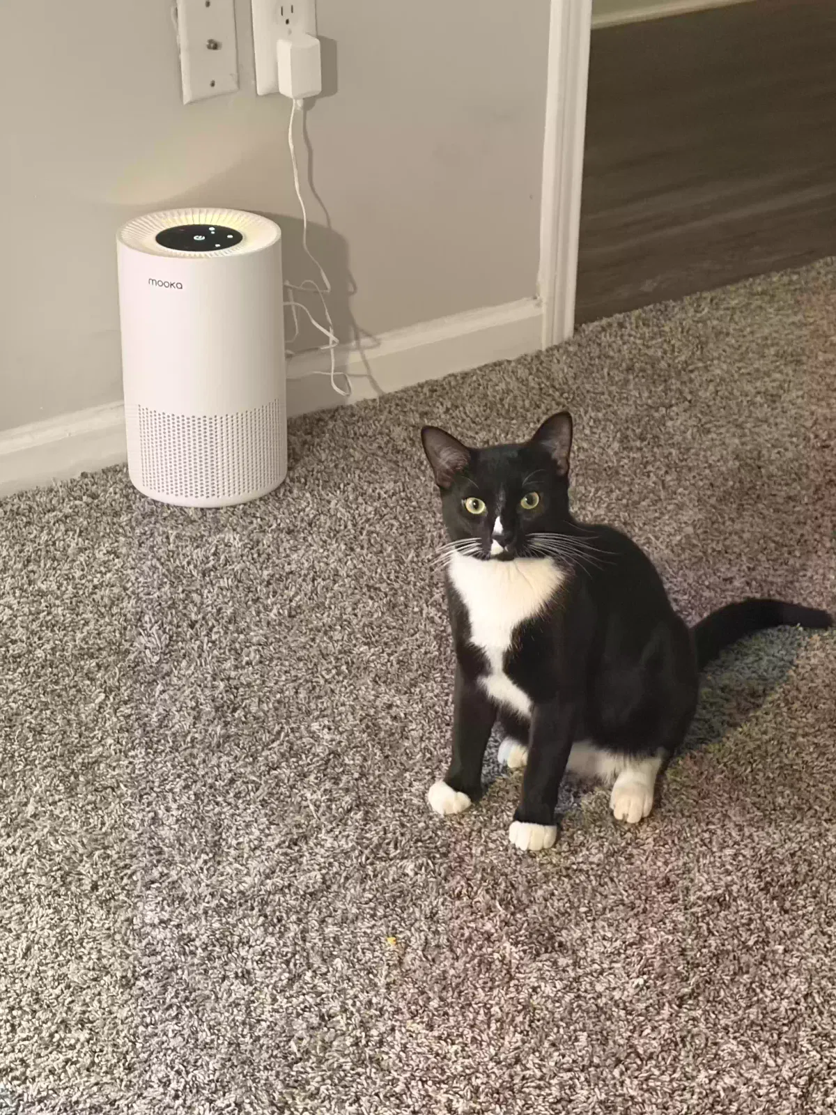 Sumi, Unknown Cat for adoption in Jackson, TN, 38301