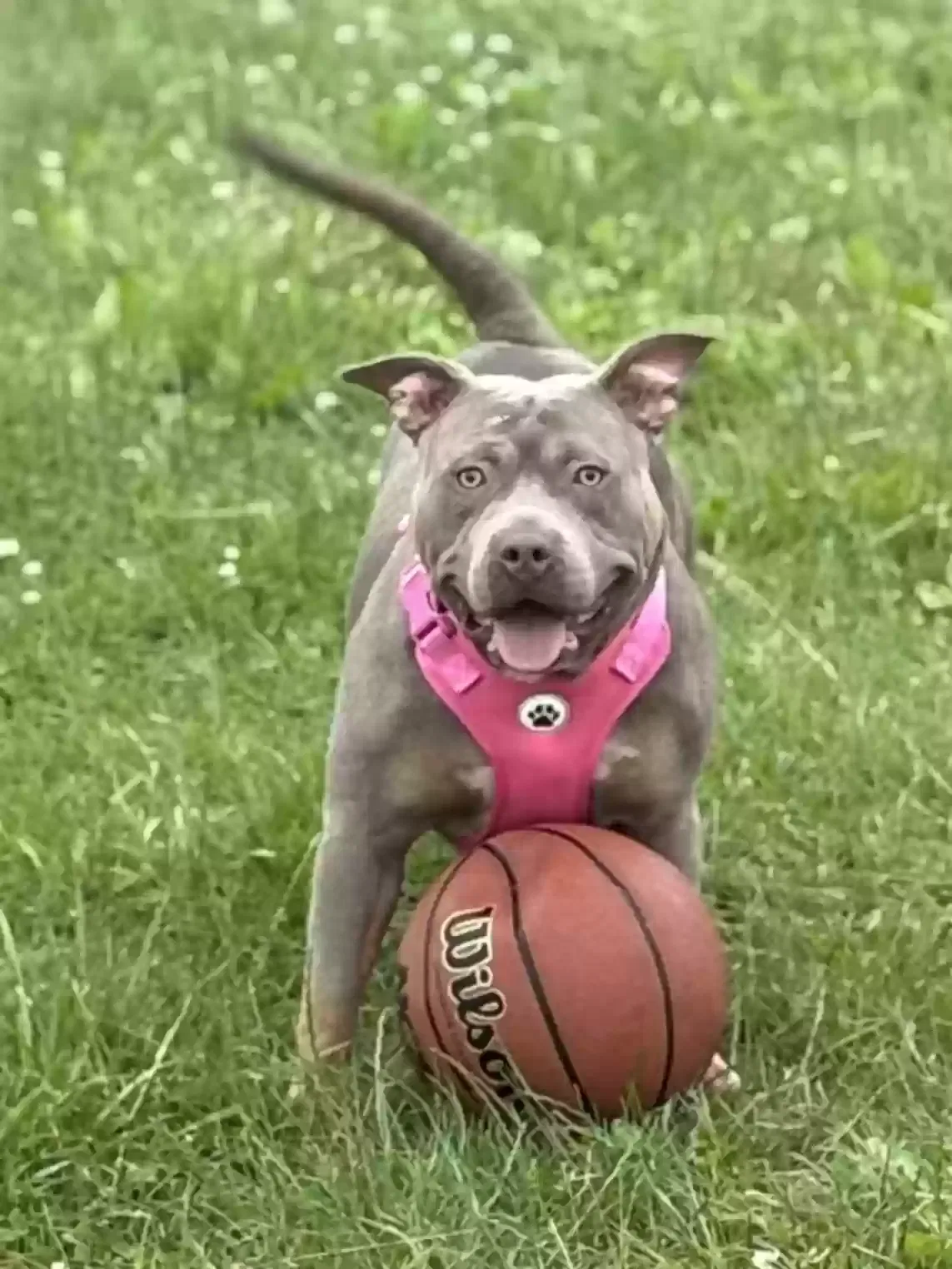 Dog, Unknown Dog for adoption in Williamstown, NJ, 8094