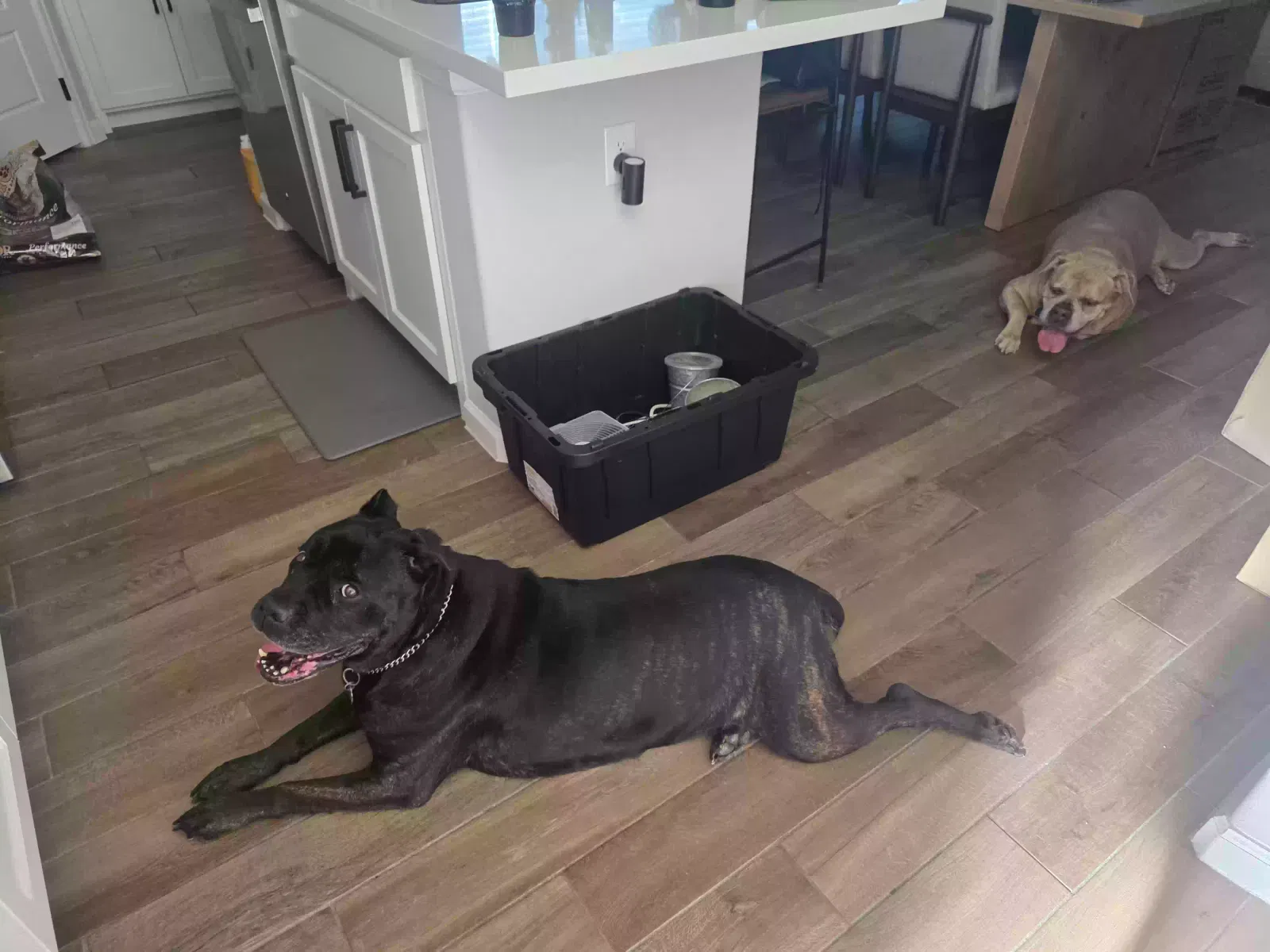 Brooklyn, Cane Corso Dog for adoption in Little Elm, TX, 75068