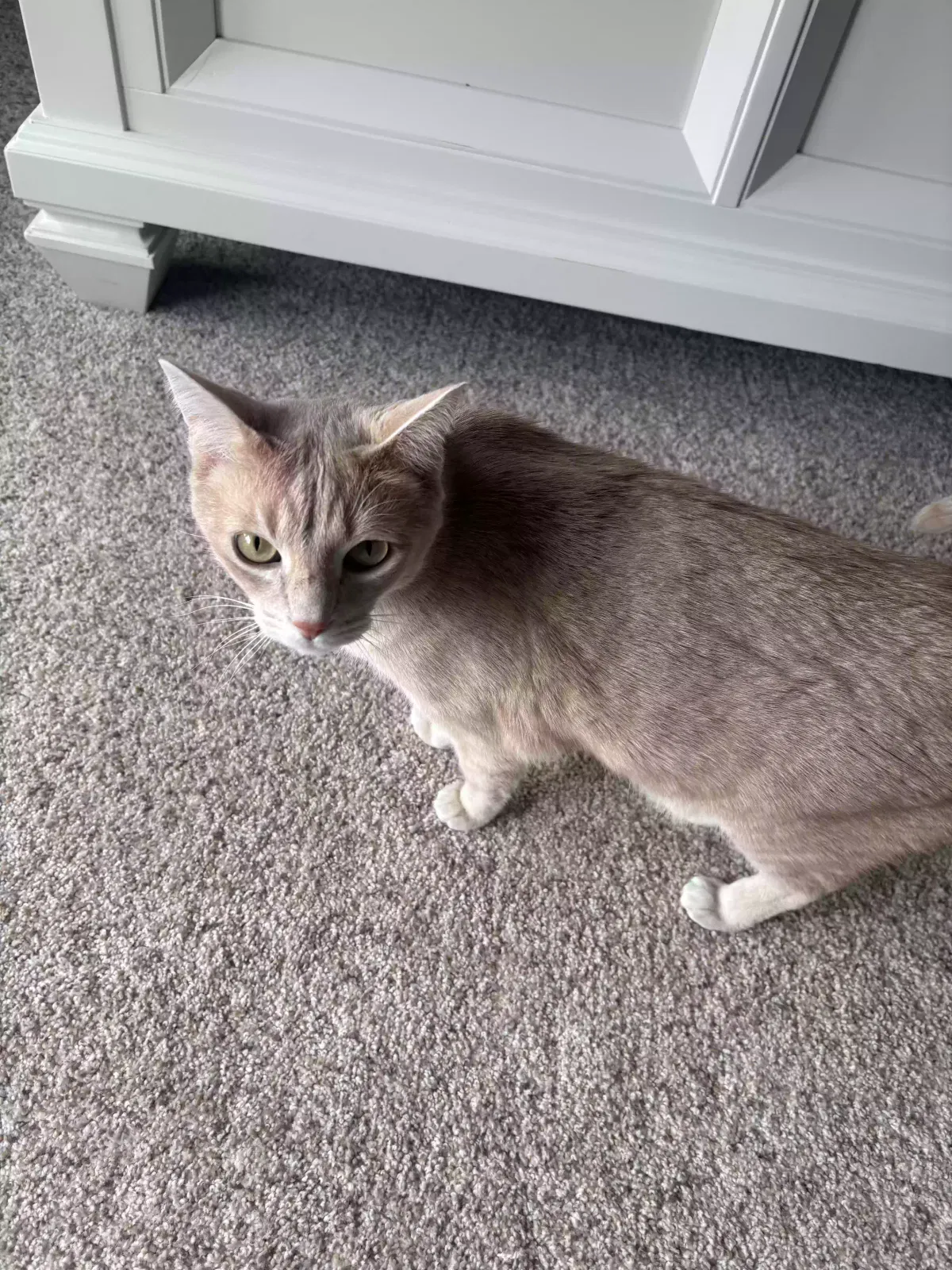 Buttons, Unknown Cat for adoption in Salem, OR, 97304