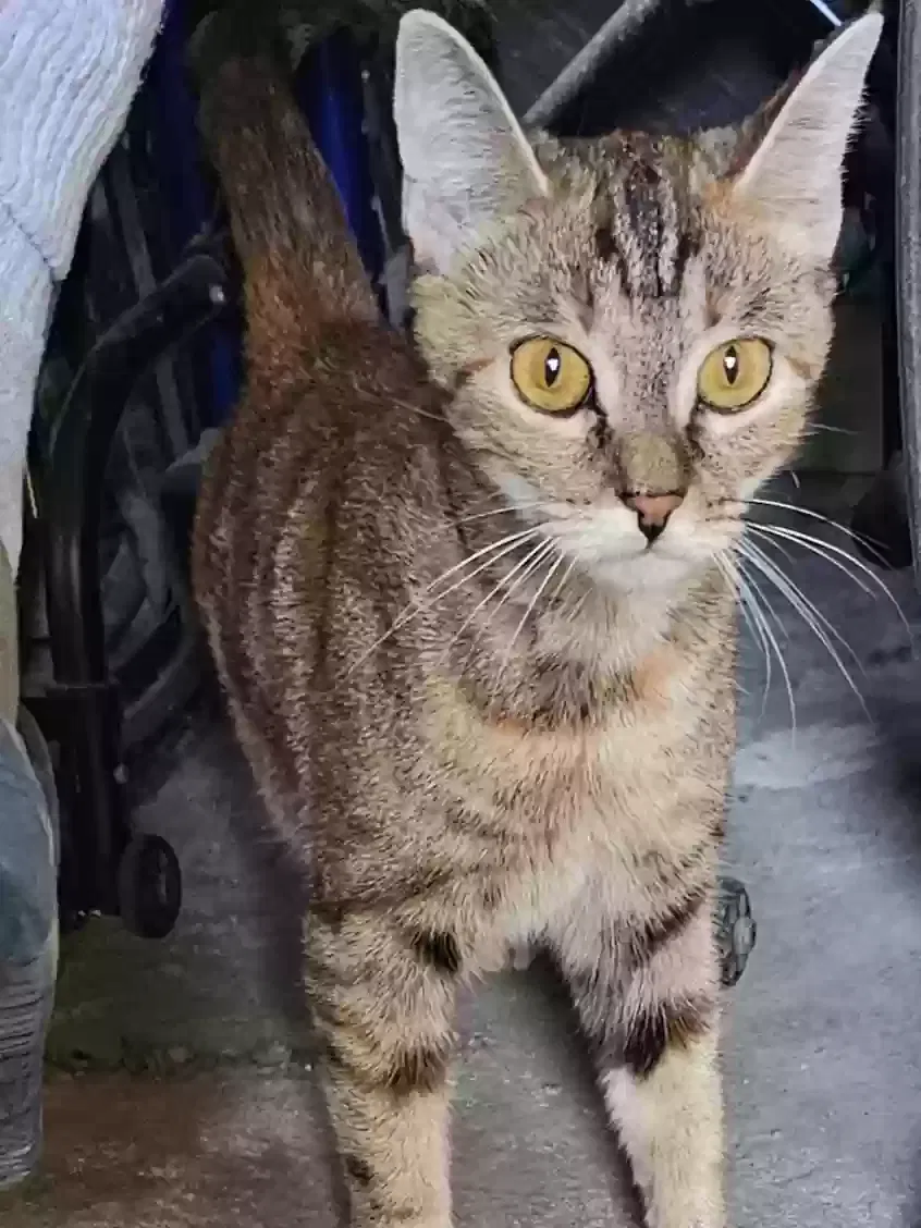 Weirdy, Tiger strioe Cat for adoption in Arkadelphia, AR, 71923