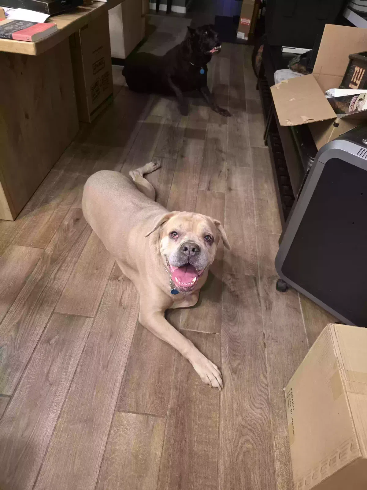 Cusie (QC), Cane Corso Dog for adoption in Little Elm, TX, 75068