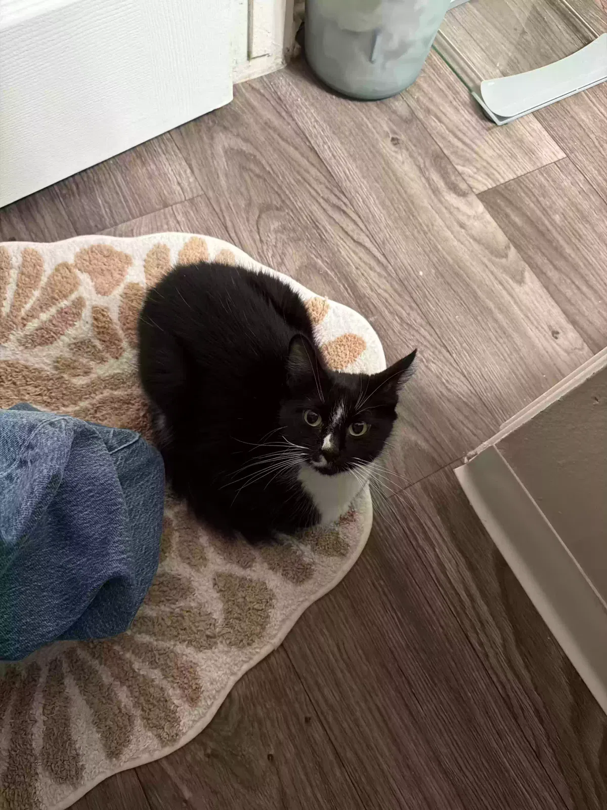 Cat, Unknown Cat for adoption in Anaheim, CA, 92804