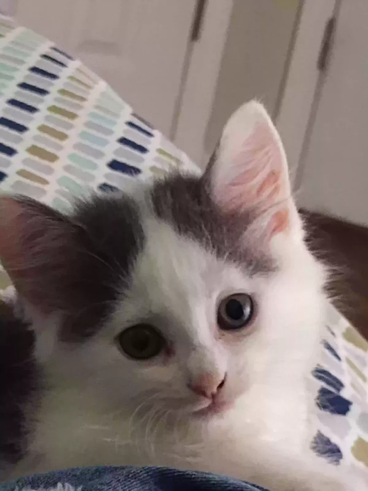 Cat, Unknown Cat for adoption in Pinson, AL, 35126