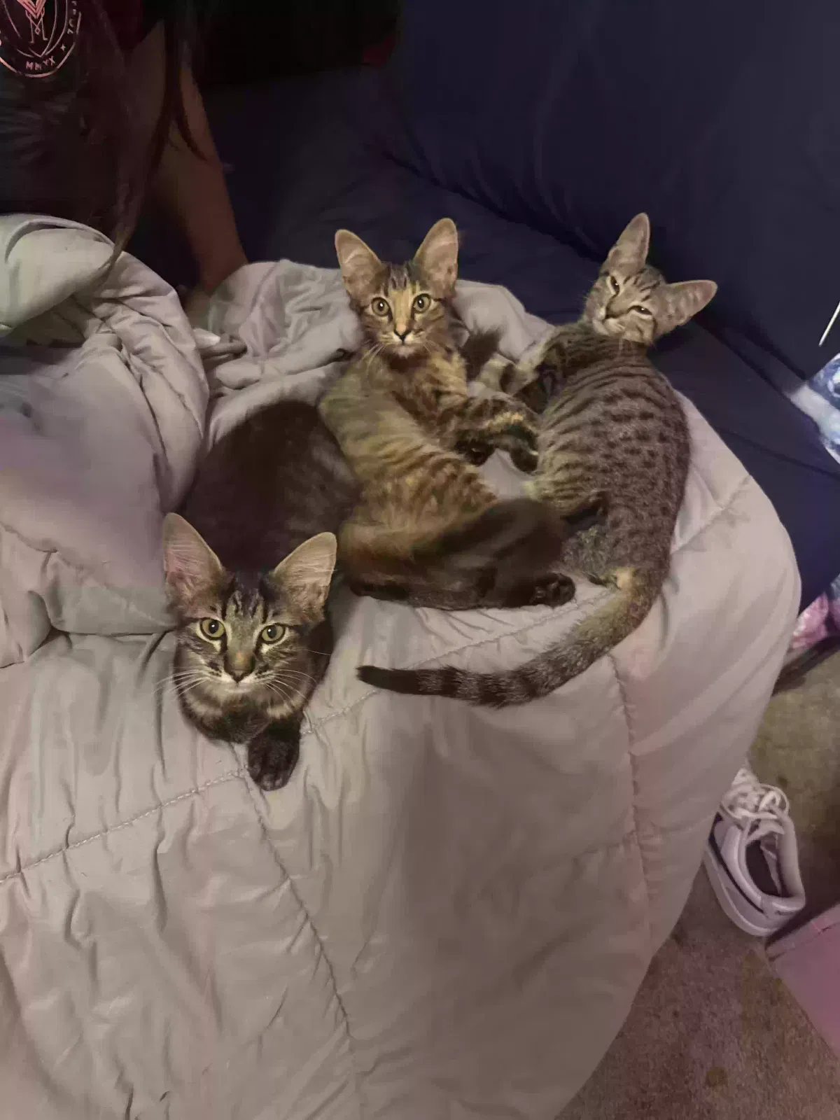 Cat, Unknown Cat for adoption in Hot Springs National Park, AR, 71913