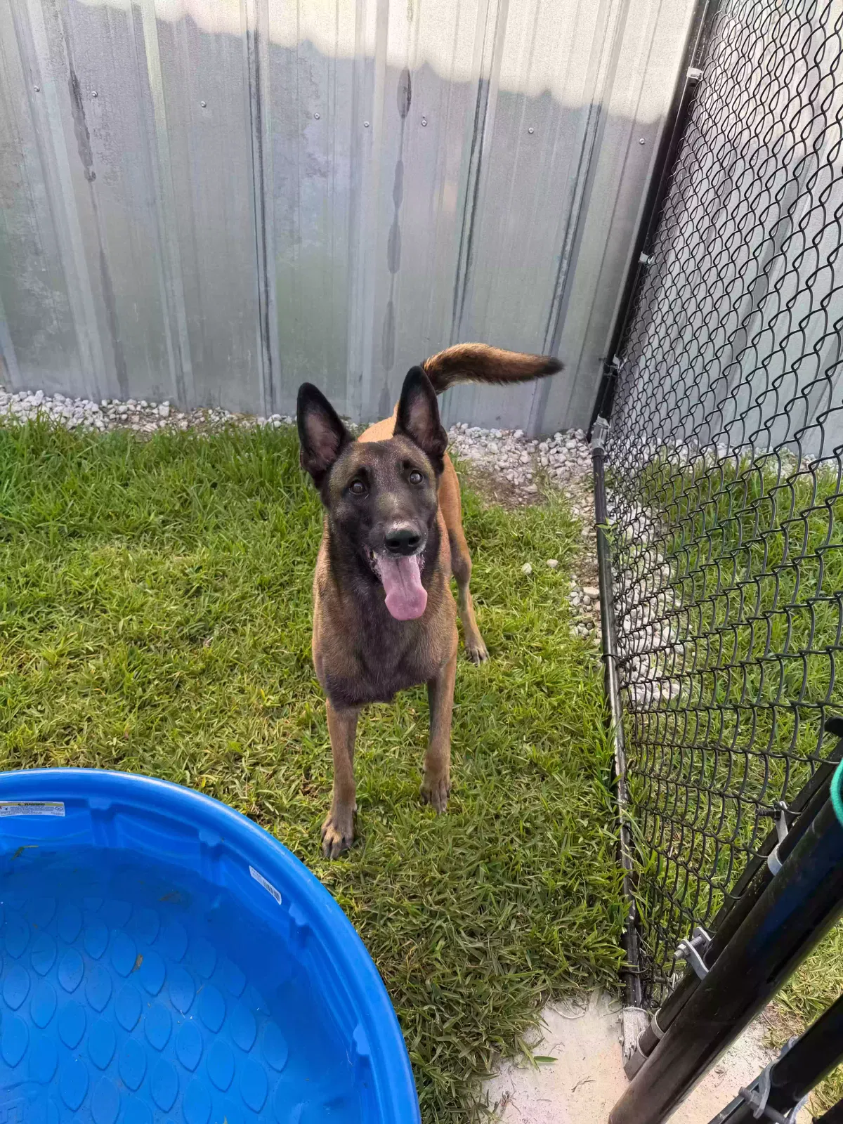 Dog, Belga Milenuos Dog for adoption in Baytown, TX, 77520
