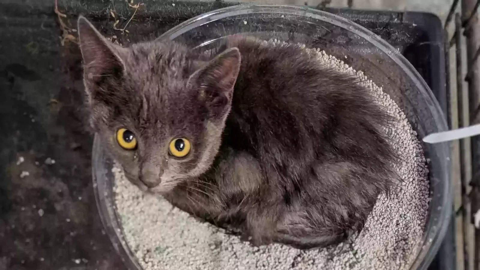 Cat, Unknown Cat for adoption in Avoca, MI, 48006