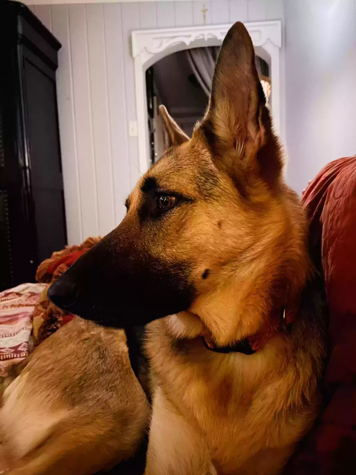 Greta, German shepherd Dog for adoption in Cullman, AL, 35055