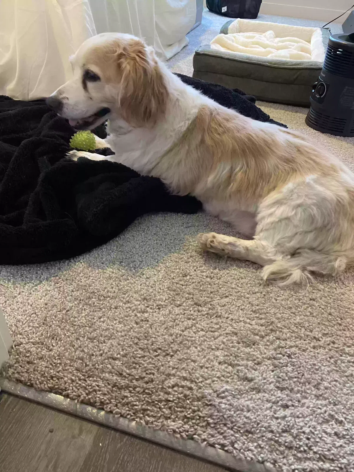 Rawlo, Beagle hound/cocker spaniel Dog for adoption in Fairburn, GA, 30213