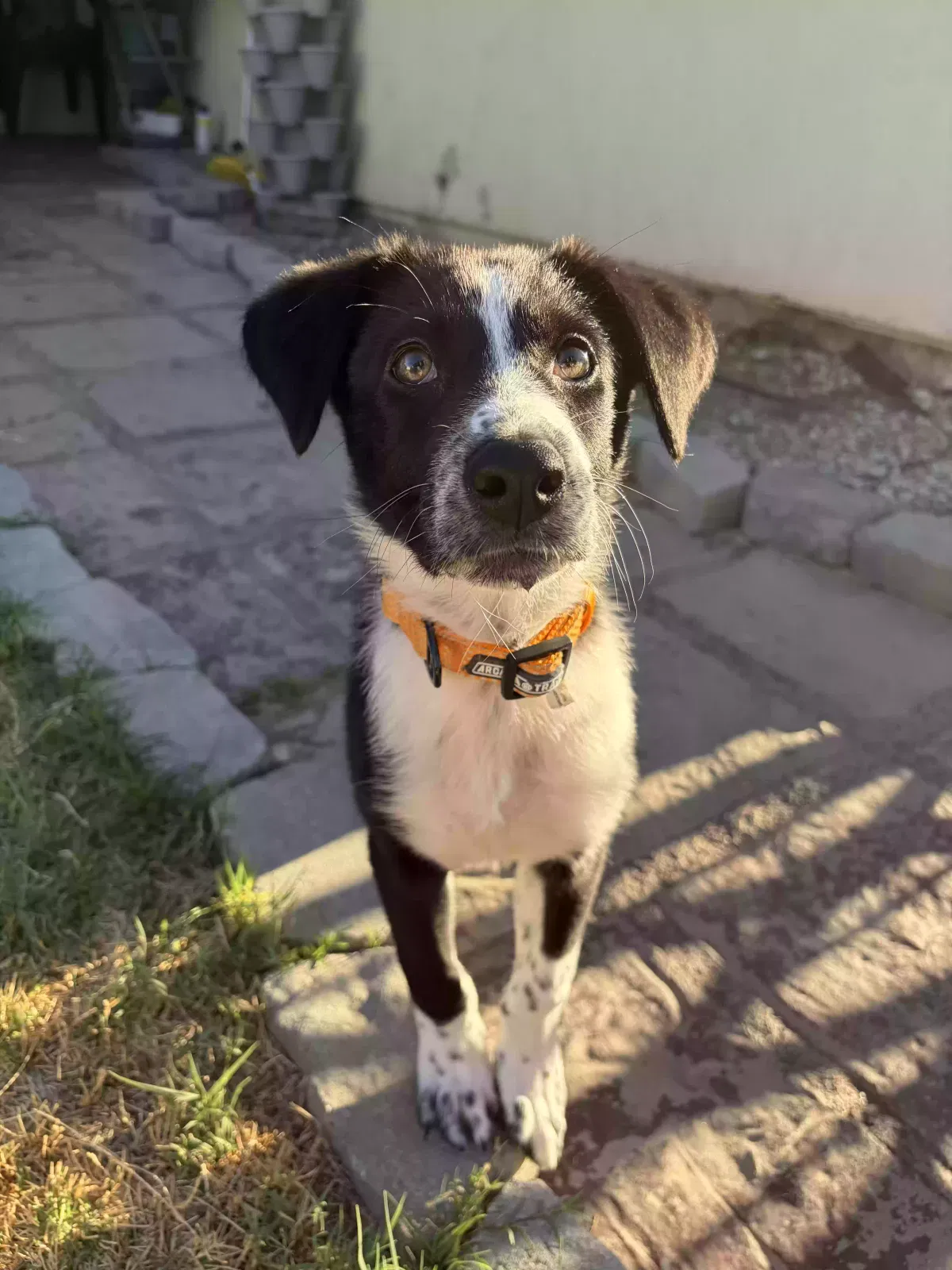 Juniper, Unknown Dog for adoption in Lancaster, CA, 93534