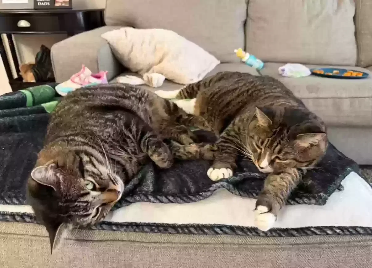 Pepper, Tabby Cat for adoption in Monroe, GA, 30655