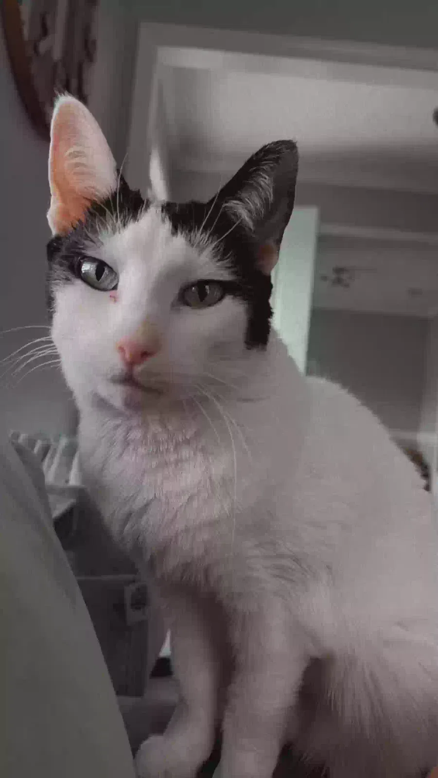 Orca, Unknown Cat for adoption in Willow Spring, NC, 27592