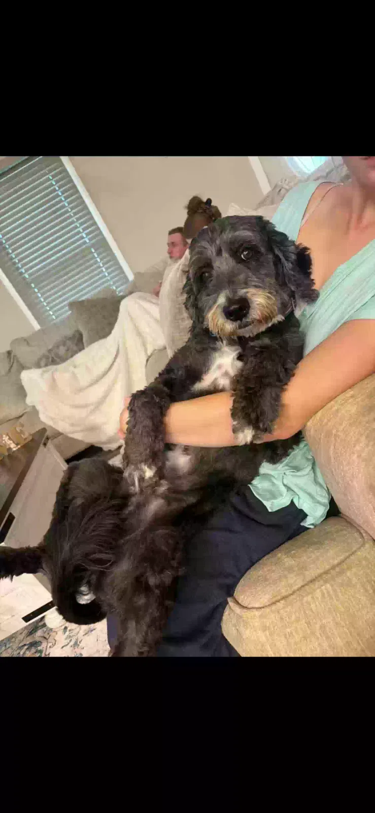 Oscar, Goldendoodle Dog for adoption in Madisonville, KY, 42431