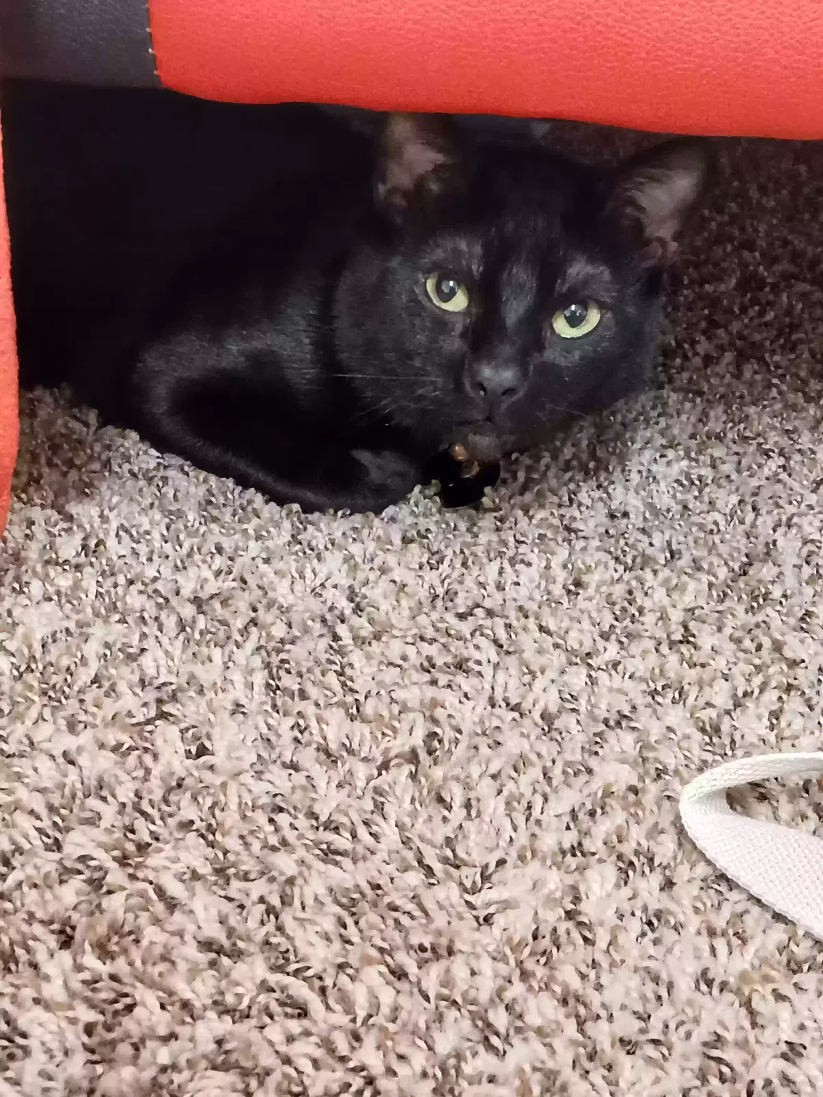 Batman, Domestic shorthair Cat for adoption in Midlothian, TX, 76065