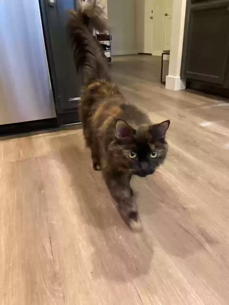 CoCo, Unknown Cat for adoption in Riverside, CA, 92503