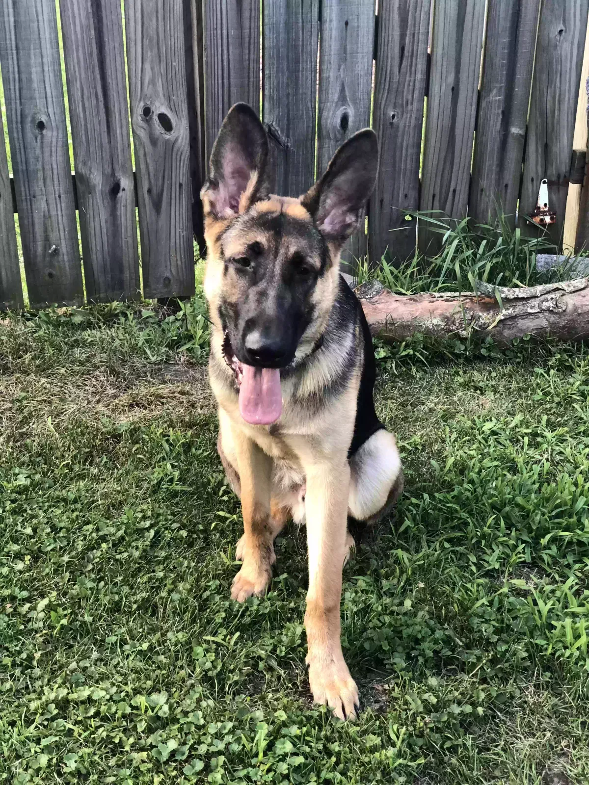 Dog, Unknown Dog for adoption in Portage, IN, 46368