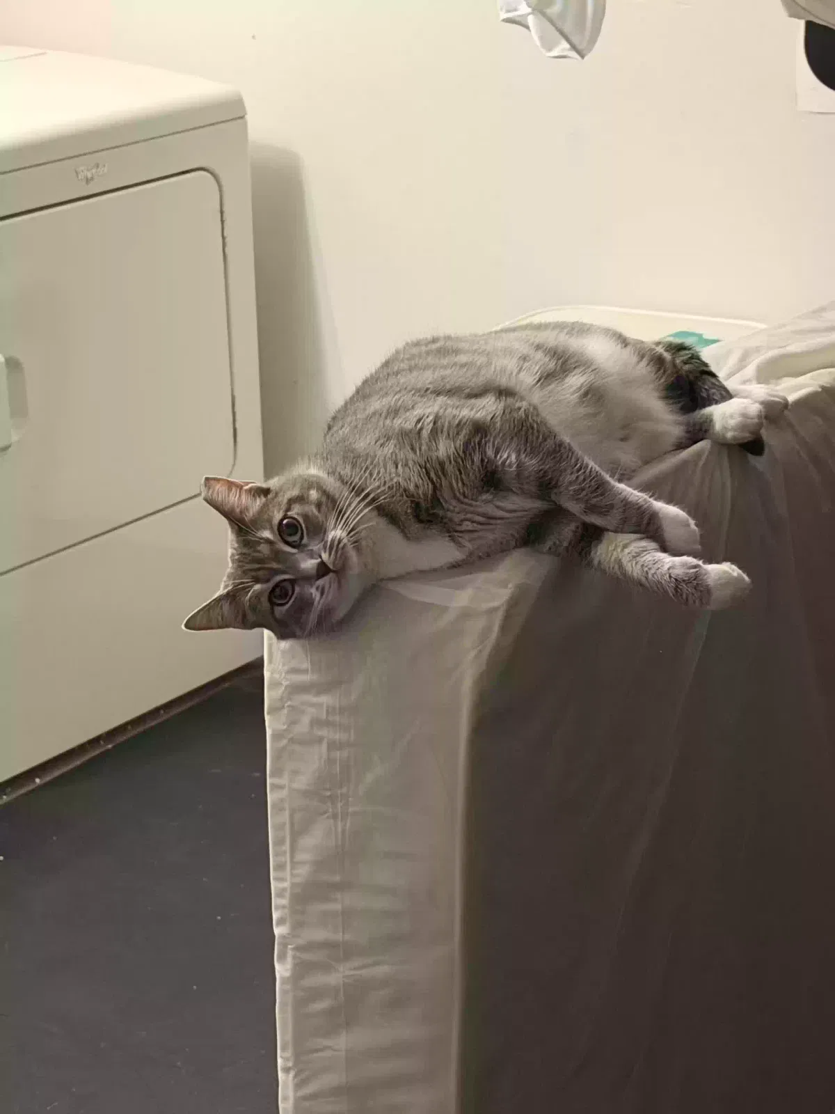 Cat, Unknown Cat for adoption in Dayton, OH, 45424
