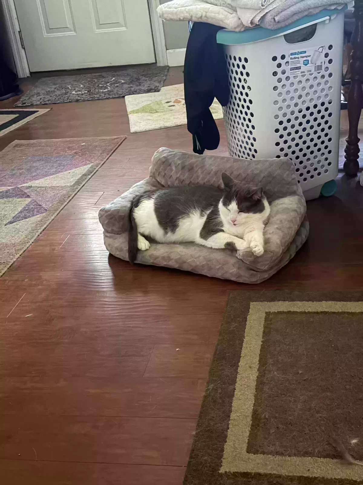 Cat, Unknown Cat for adoption in Dayton, OH, 45424