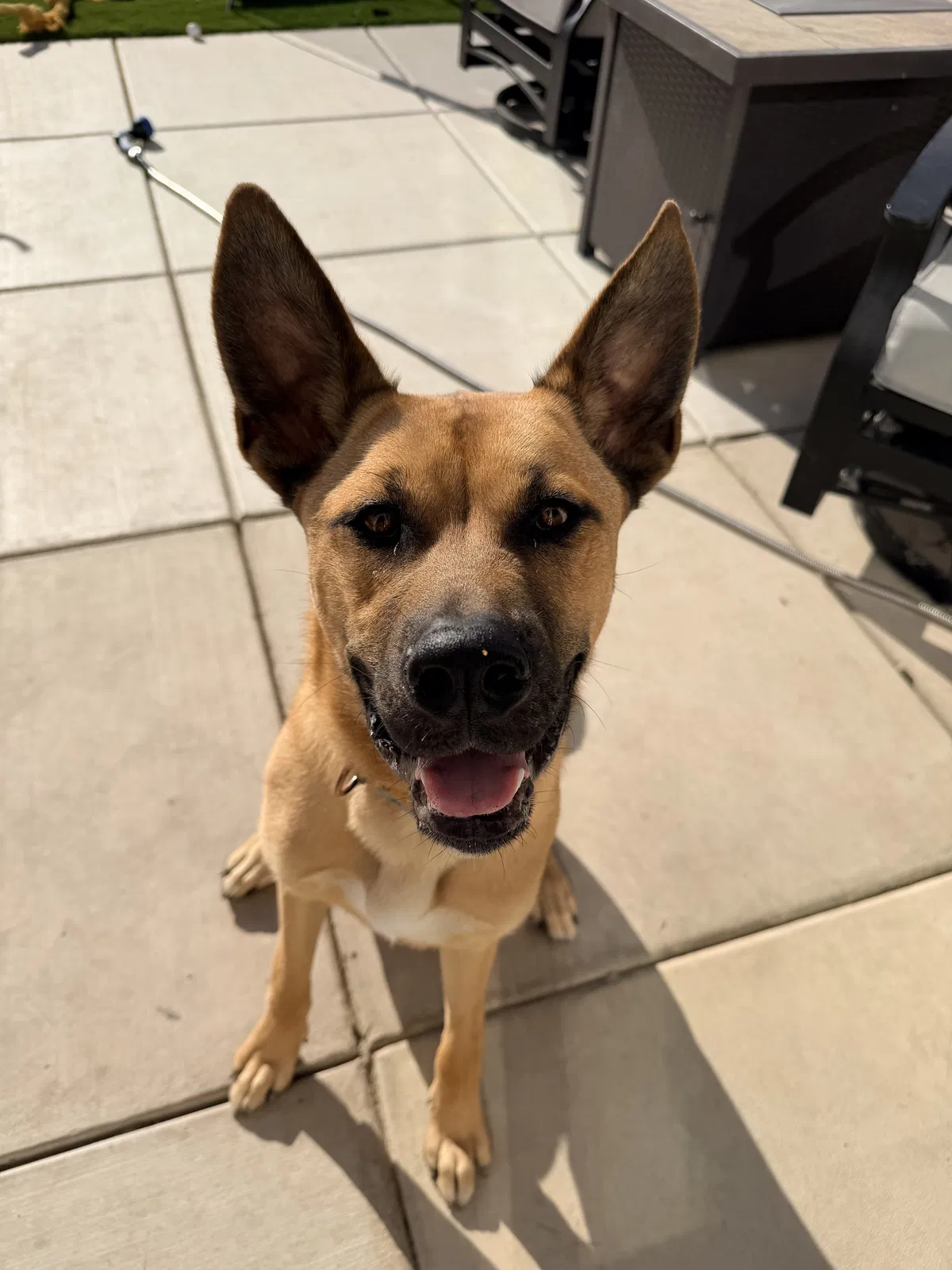 Otis, Husky Boxer Dog for adoption in Turlock, CA, 95380