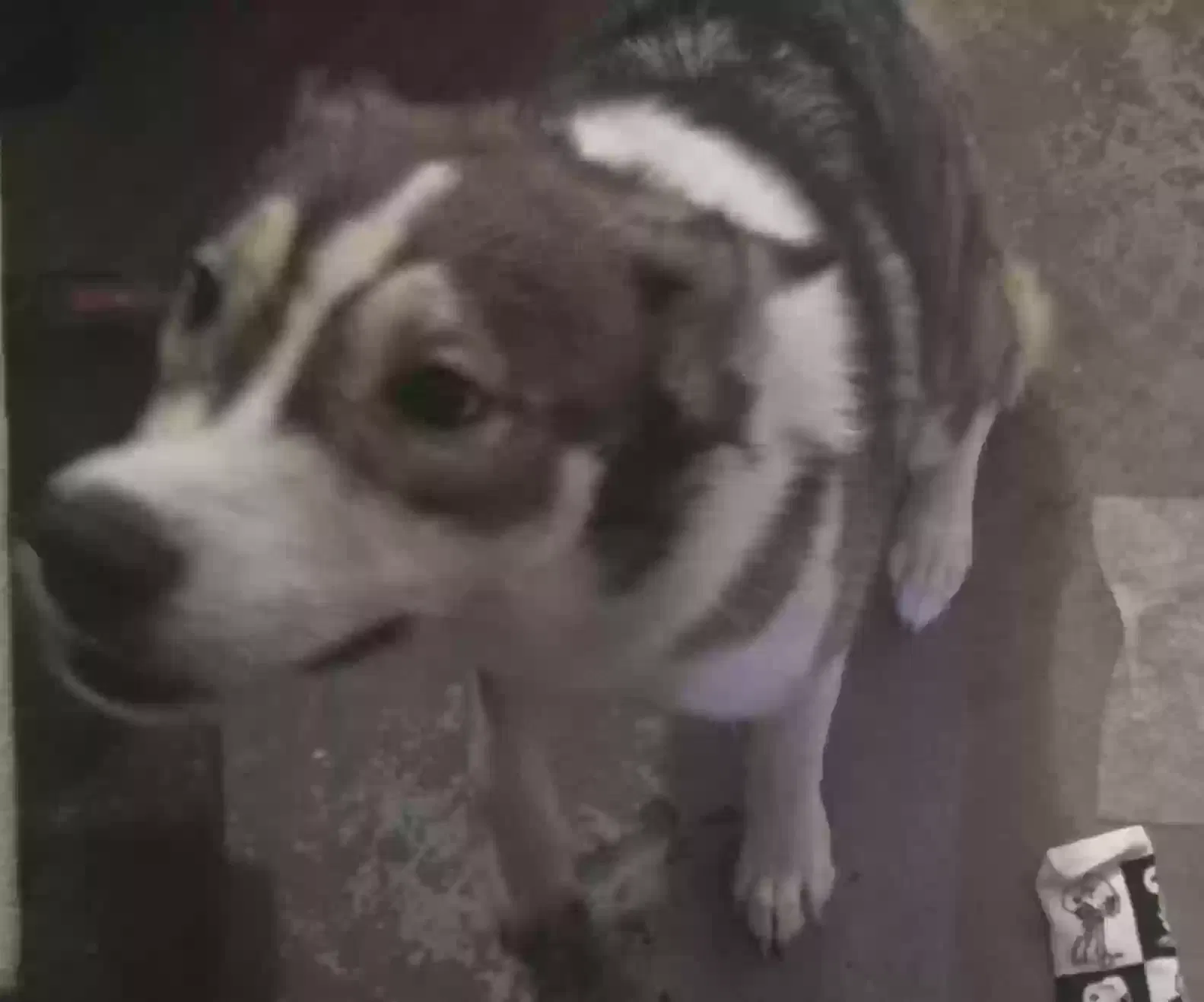 luna, husky Dog for adoption in Hinesville, GA, 31313