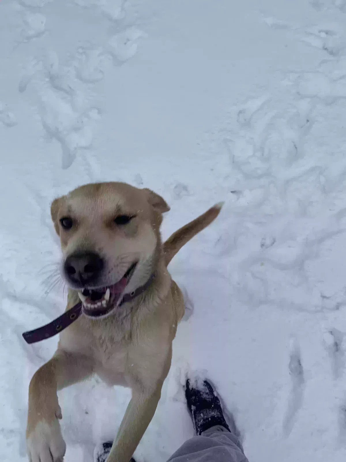 Sunshine, Unknown Dog for adoption in Union Grove, AL, 35175