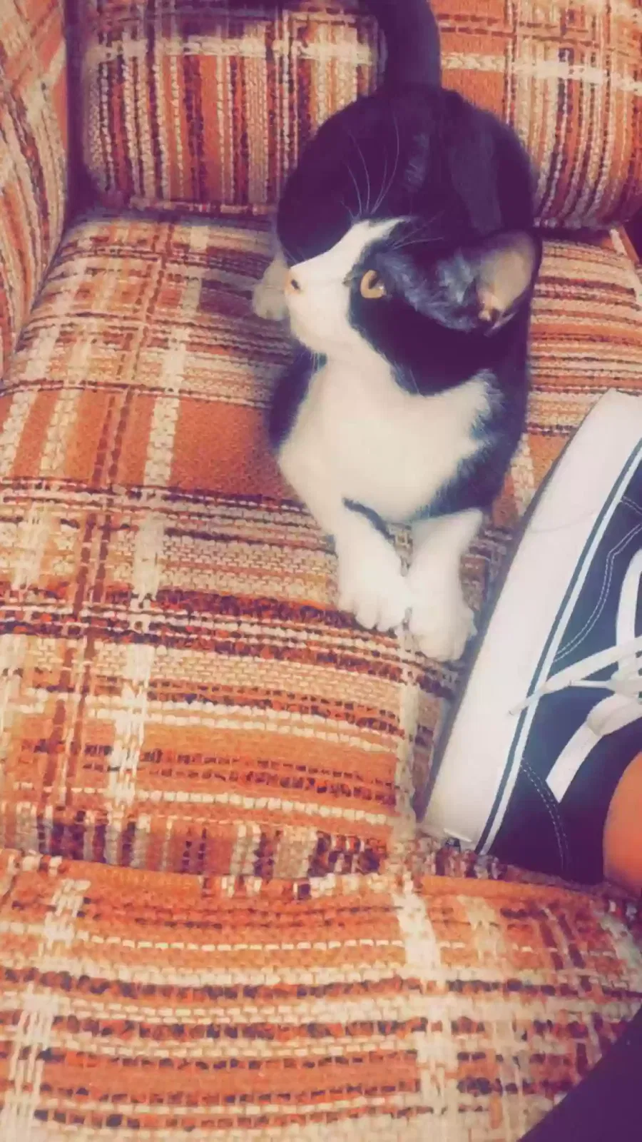 Jo, American Shorthair Cat for adoption in Andover, KS, 67002