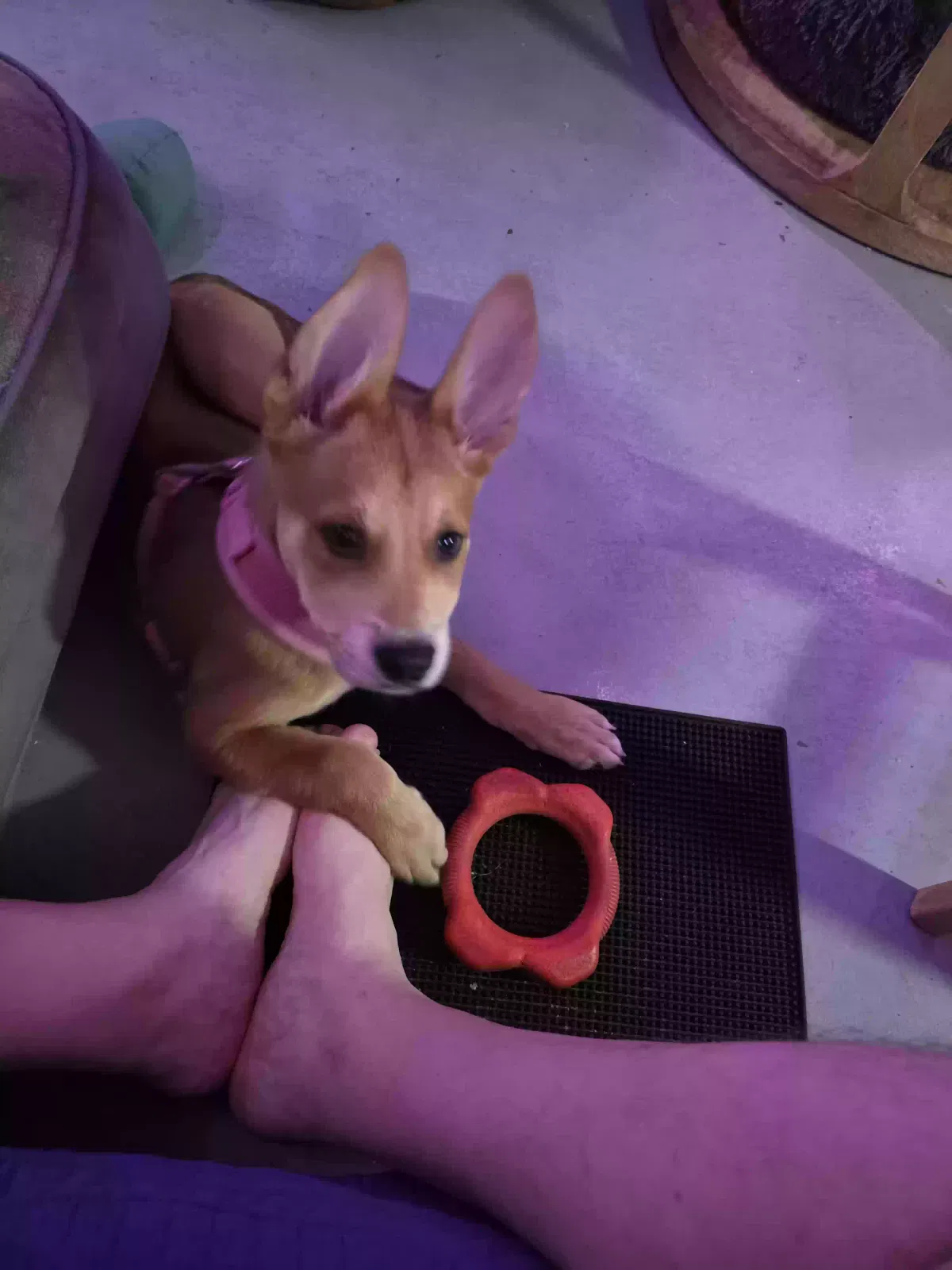 sierra, mixed Dog for adoption in Los Angeles, CA, 90005