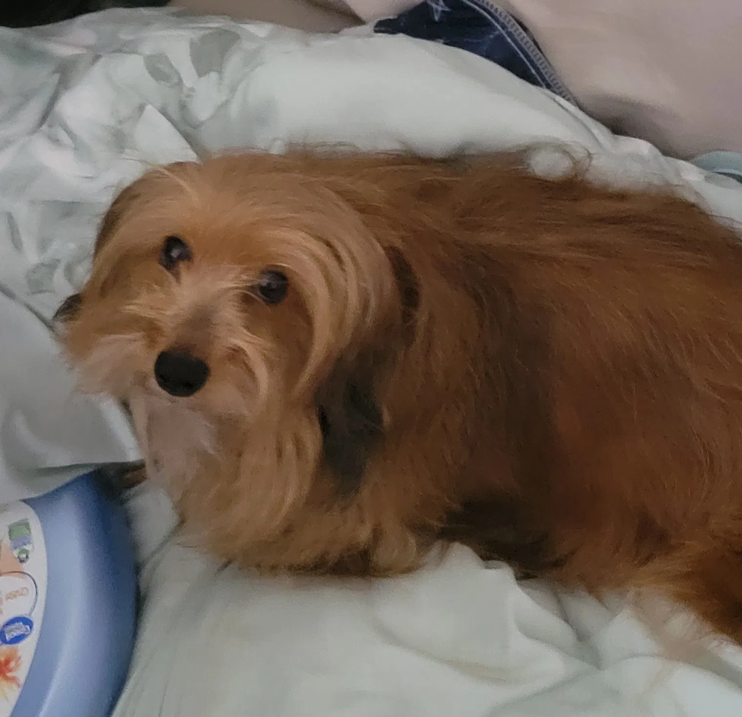 Sadie, Havernese Dog for adoption in Mcdonough, GA, 30253