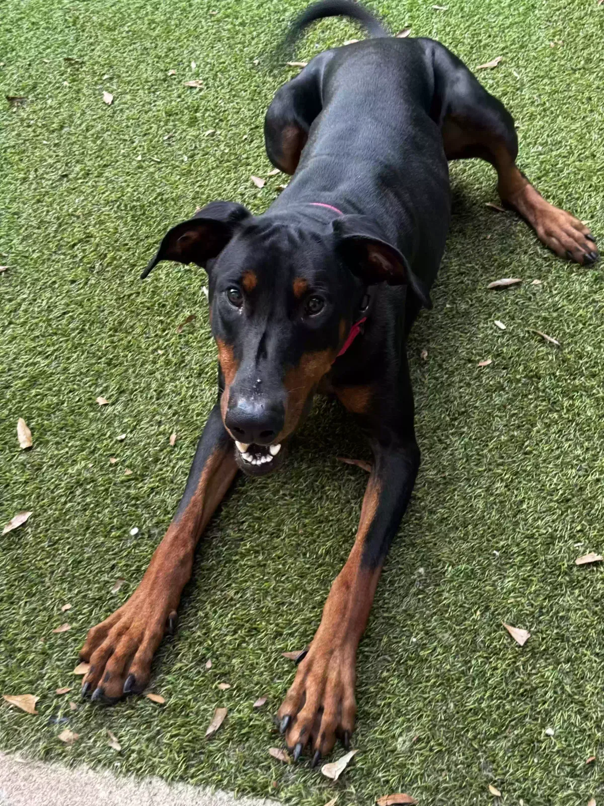 Dog, Doberman Dog for adoption in Sharpsburg, GA, 30277