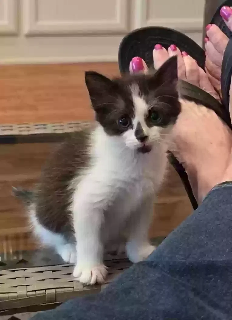 No name, Unknown Cat for adoption in Griffin, GA, 30223