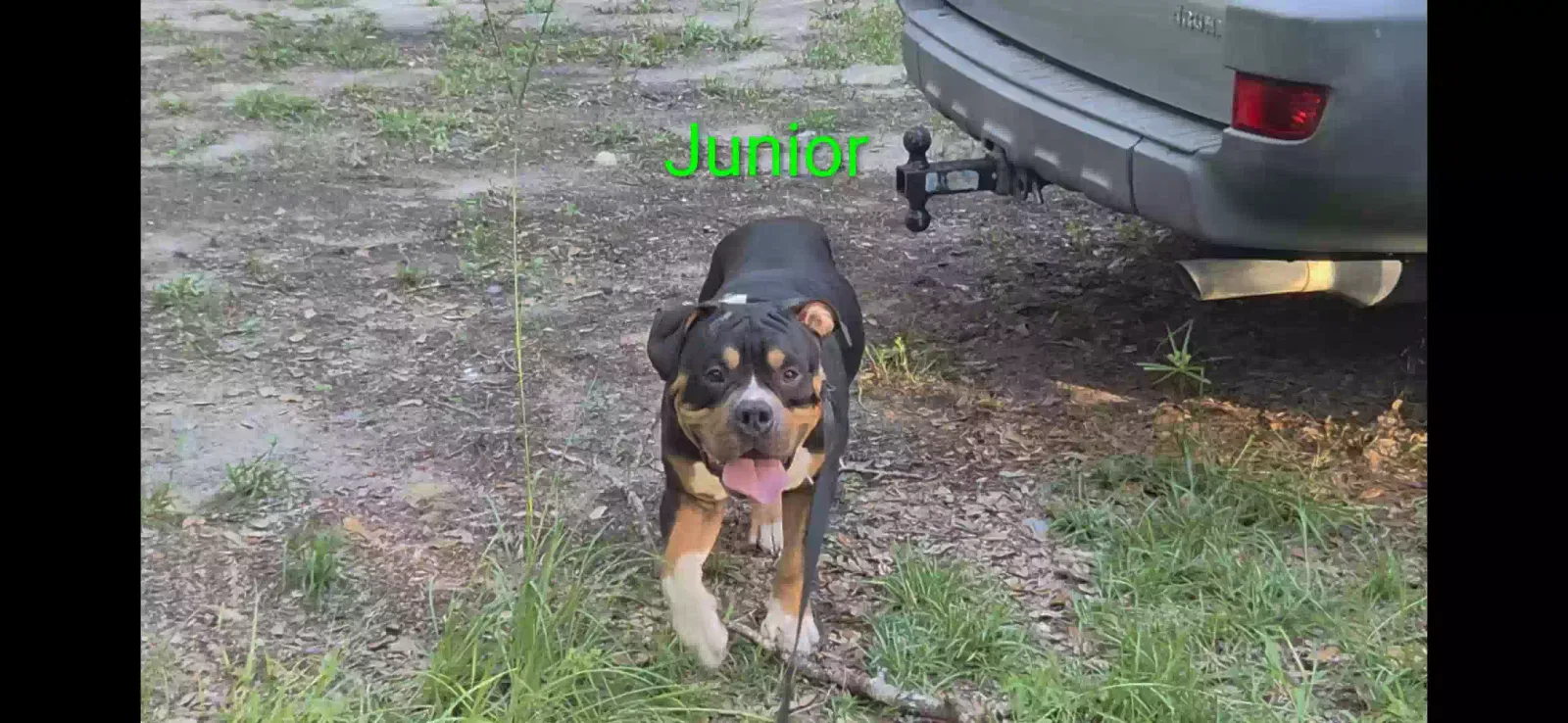 Junior, American Bully Dog for adoption in Archer, FL, 32618