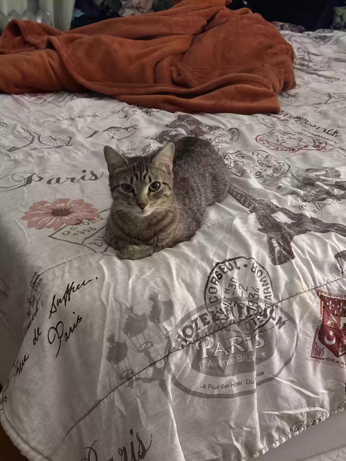 Aura, Domestic Shorthair Cat for adoption in West Orange, NJ, 07052